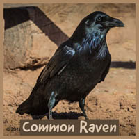 Common Raven